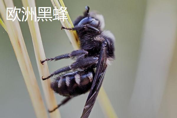 西方蜜蜂品种，意大利蜂最著名