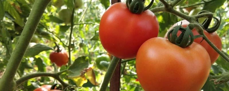 农村空闲地可以种哪些作物，茄子、西红柿、黄瓜等蔬菜是适宜选择