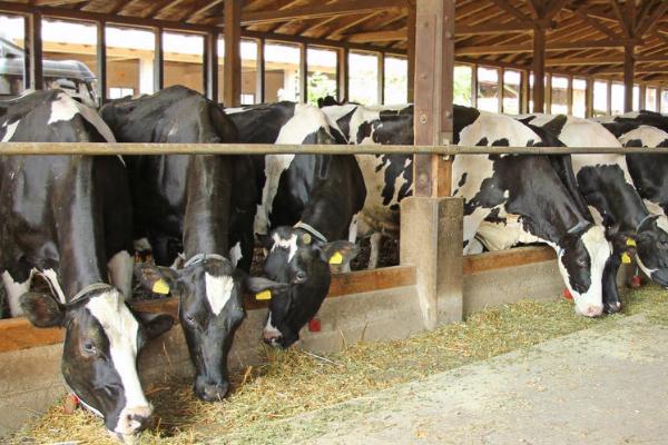 奶牛酮血症怎么防治，可停喂豆科精料、增加奶牛的运动量