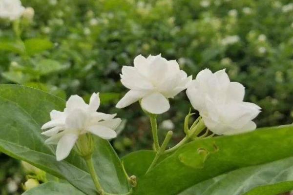 茉莉的花语，尊敬、迷人、忠贞均是它的花语