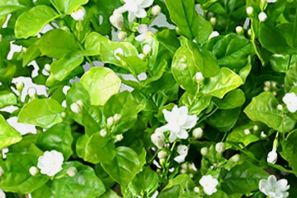 茉莉的花语，尊敬、迷人、忠贞均是它的花语