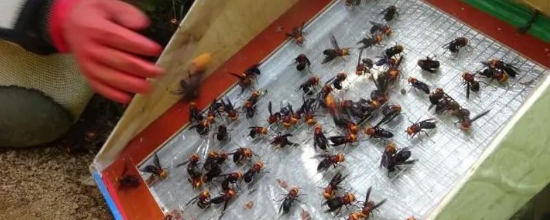 蜂毒的获取方法，工蜂受到电流刺激时会排出毒液