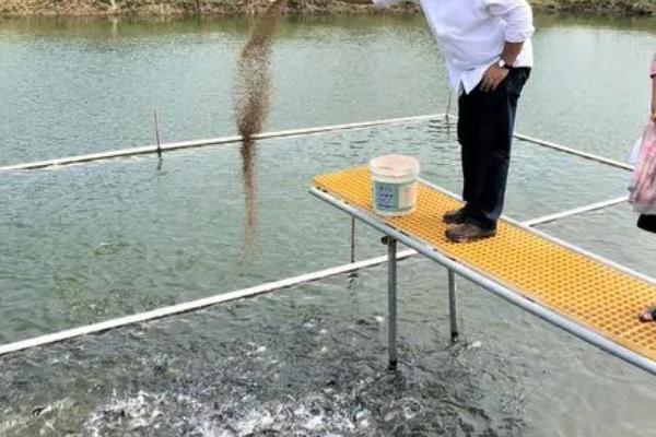 赤眼鳟生态养殖技术，池水透明度控制在25-30厘米