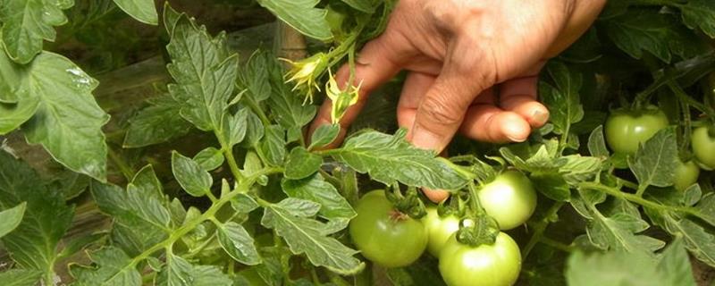 西红柿老叶何时摘除，果实由绿变白色时即可摘叶