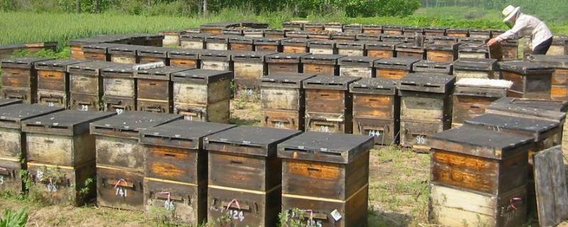 蜜蜂养殖注意事项，蜂群的选择是关键的第一步