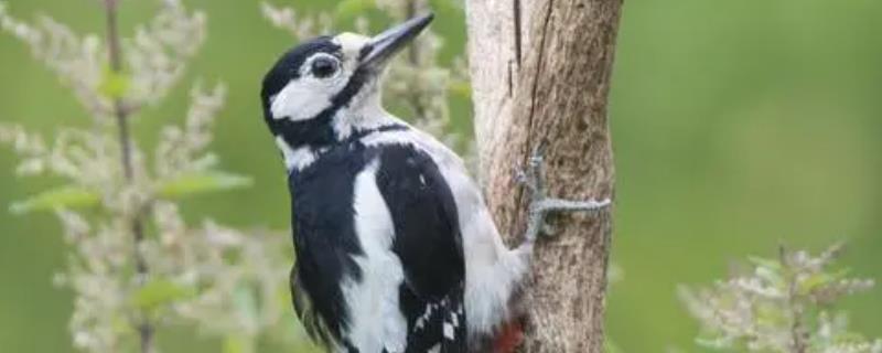 啄木鸟吃什么食物，啄食的树干上害虫为食