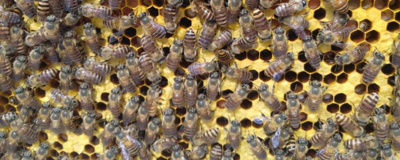 蜂群没有蜂王怎么办，可从其他蜂群引入一只新蜂王