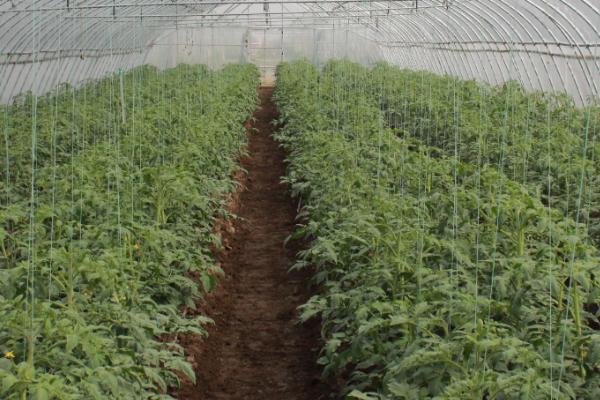 大棚蔬菜冬天怎么促进花芽分化，关键是要做好补光、控光工作