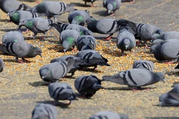 鸽子适合喂什么食物，一般可主喂绿豆、豌豆、花生等杂粮