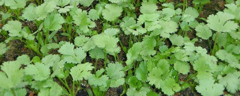 香菜的种植方法，先开挖条沟再播种