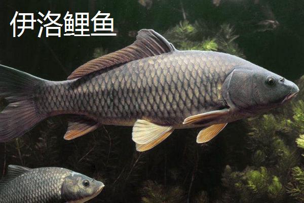 河南巩义市的特产，小相菊花是全国农产品地理标志