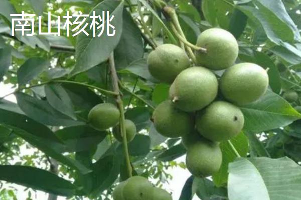 河南巩义市的特产，小相菊花是全国农产品地理标志