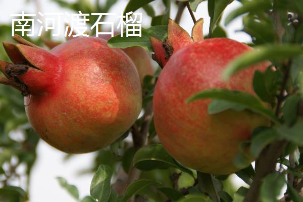 河南巩义市的特产，小相菊花是全国农产品地理标志