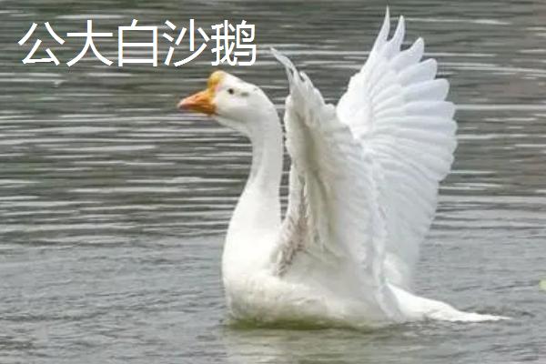 大白沙鹅能长多少斤，70天平均体重可达到12斤左右
