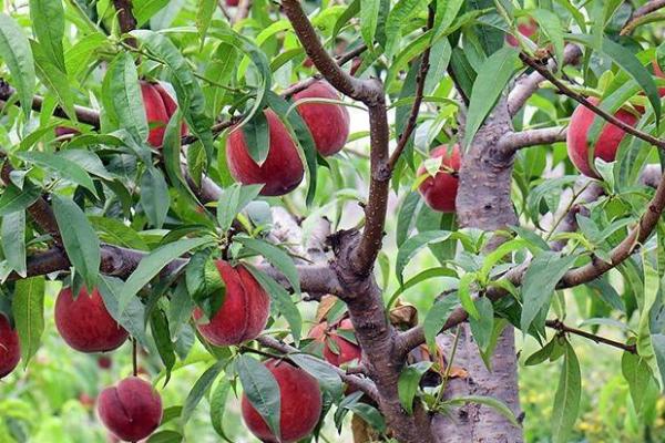 如何提高桃的品质，根据当地气候选择合适品种