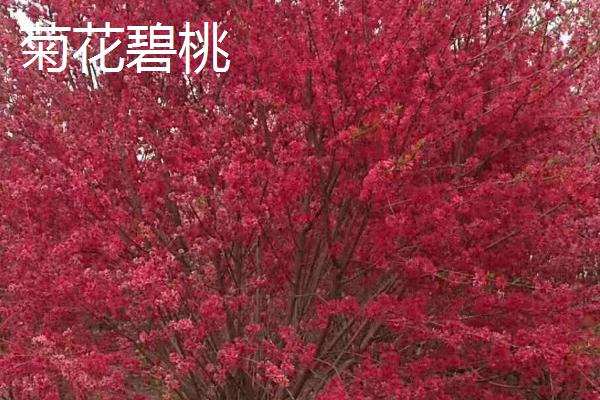 红叶桃的果实能吃吗，可以吃但不建议吃