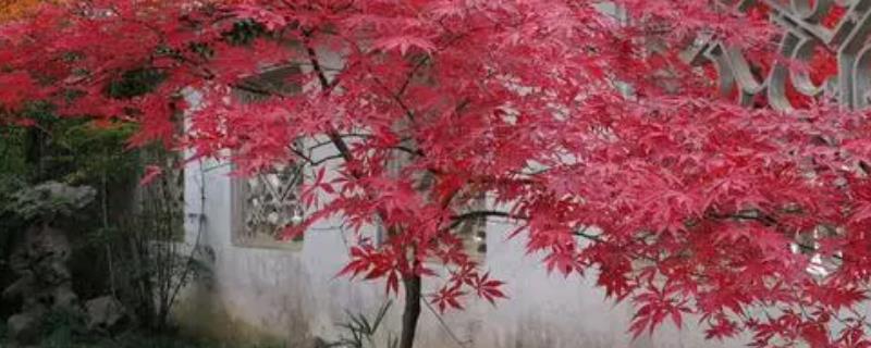 红枫树是什么植物，是落叶小乔木