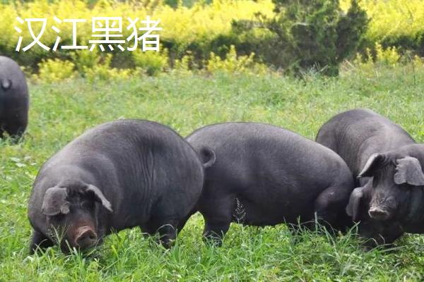 猪的品种都有哪些，根据实际情况选择