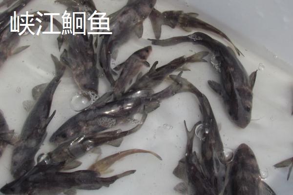 江西峡江县的特产，峡江鮰鱼非常珍稀