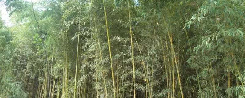 北方有哪些竹子品种，包括淡竹、紫竹、早园竹等种类