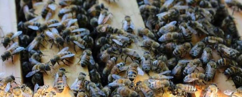养蜂技术有哪些，这10种需掌握