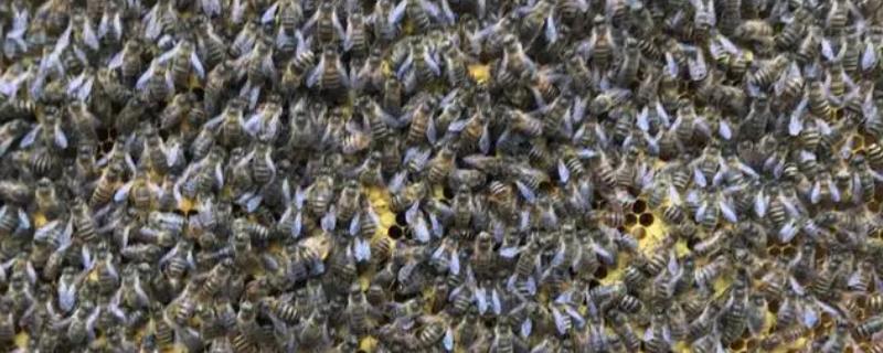 中蜂秋季分蜂在几月份，集中发生在9-10月份