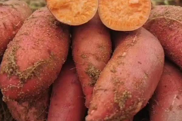 蜜薯的产地，主产于山东、海南等省份