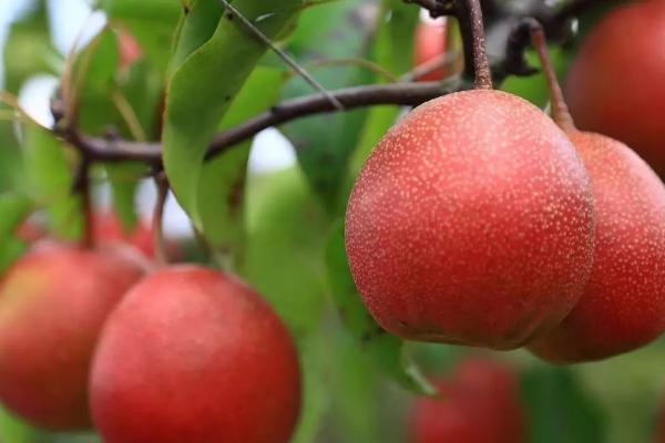 2023年种哪些水果比较赚钱，四季果桑、红香果等品种是适宜选择