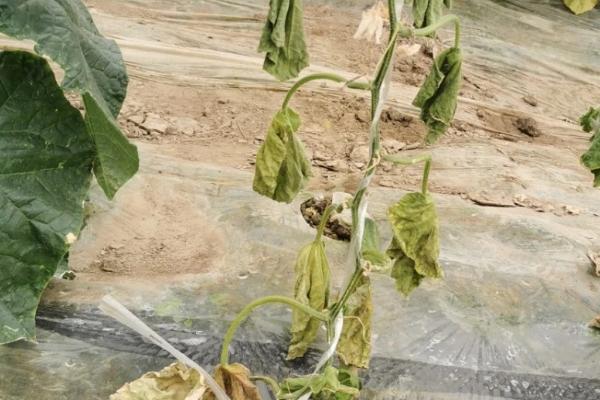 黄瓜萎焉原因以及怎么防治，可能是土壤的含水量过高等因素所导致