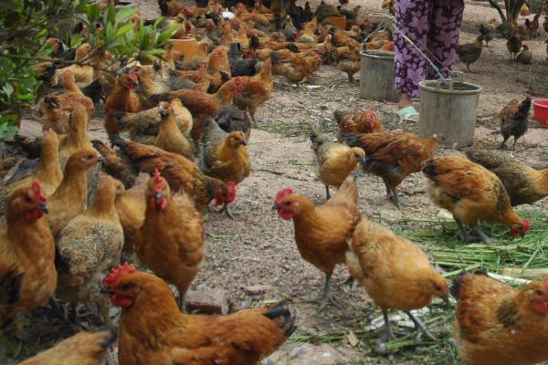 降低养鸡成本的方法，需制定饲喂计划、及时淘汰弱鸡
