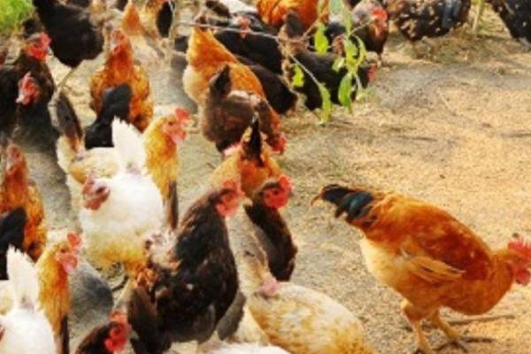 降低养鸡成本的方法，需制定饲喂计划、及时淘汰弱鸡