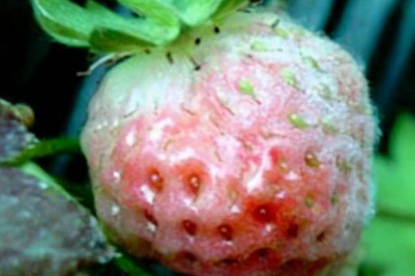草莓灰霉病怎么防治，铺设地膜可降低发病几率