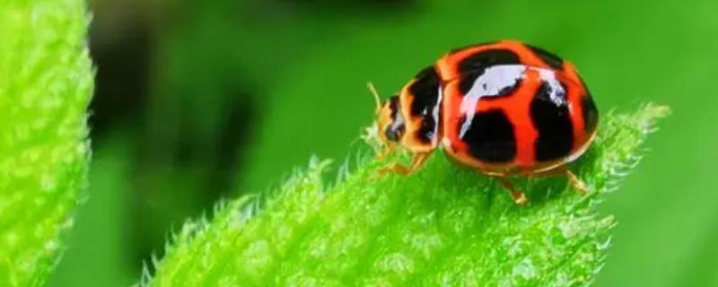 十三星瓢虫吃什么食物，主要捕食棉蚜、槐蚜、麦长管蚜等害虫