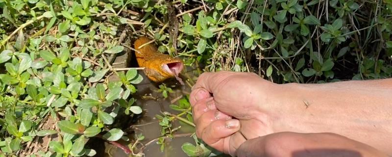 钓黄鳝用什么鱼钩比较好，可选择专用的黄鳝钩