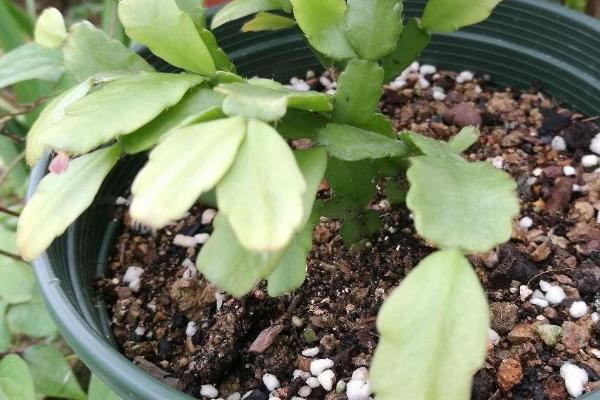 大面积种植蟹爪兰要在何时扦插，春季花期过后即可扦插