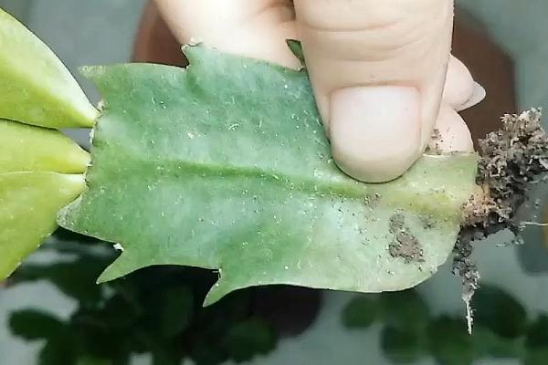 大面积种植蟹爪兰要在何时扦插，春季花期过后即可扦插