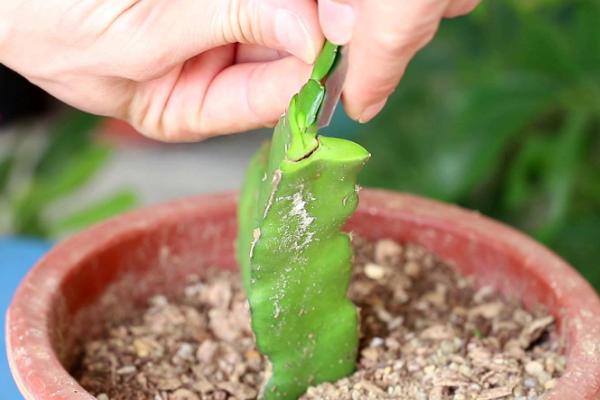 大面积种植蟹爪兰要在何时扦插，春季花期过后即可扦插