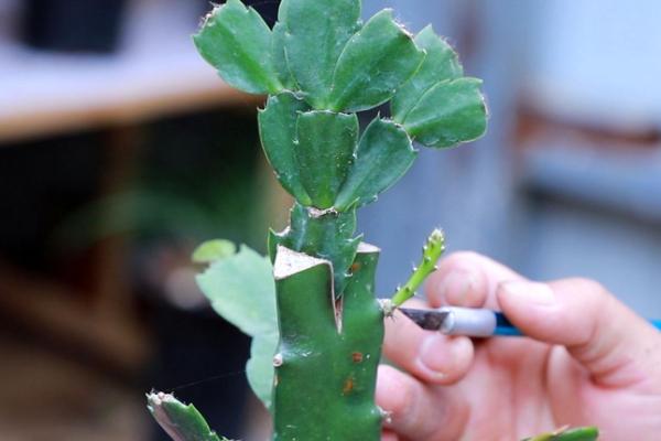 大面积种植蟹爪兰要在何时扦插，春季花期过后即可扦插