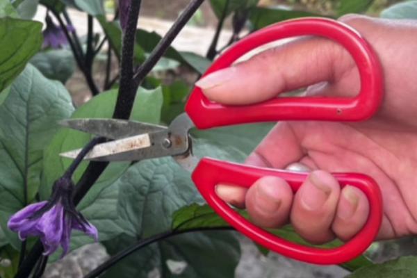 为什么要剪掉茄子的叶片，剪除老叶、病叶及枯叶可促进植株生长