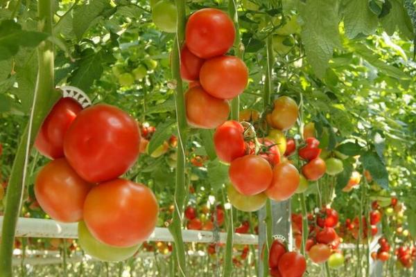 种植西红柿的效益，在农田中进行常规栽培的效益较低