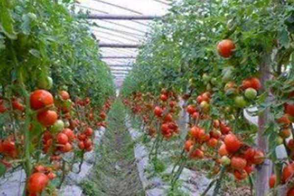 种植西红柿的效益，在农田中进行常规栽培的效益较低