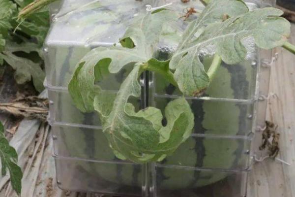 如何栽培方形西瓜，西瓜长到拳头般大小时、用方形玻璃容器上模