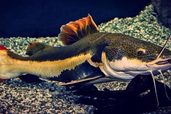 什么是红尾鲶，属于油鲶科、护头鲿属鱼类