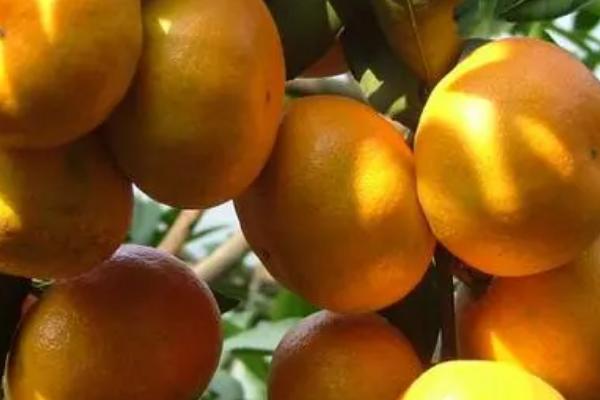 当前有哪些受欢迎的柑橘品种，包括明日见、皇帝柑、耙耙柑等种类