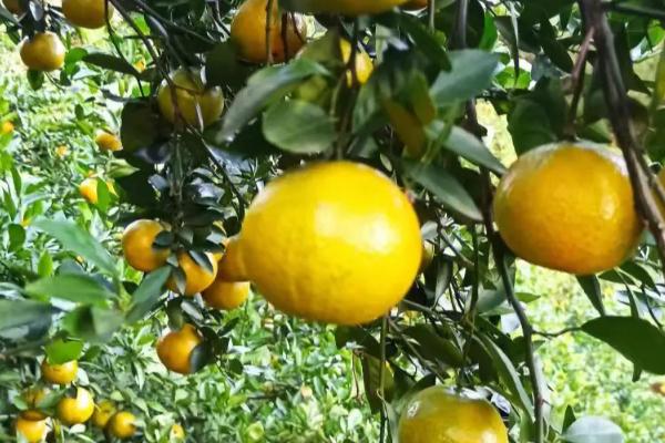 当前有哪些受欢迎的柑橘品种，包括明日见、皇帝柑、耙耙柑等种类