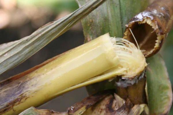 怎么防治玉米茎腐病，与大豆、花生进行轮作可明显减轻发病