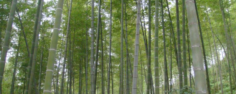 北方可以种什么品种的竹子，以抗寒性强的品种为主