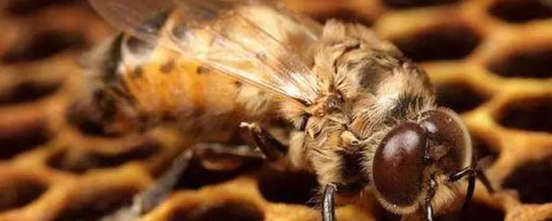 雄蜂介绍，与新蜂王交尾是它的主要作用
