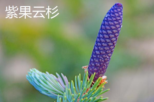 云杉的产地，产于陕西西南部和甘肃东部