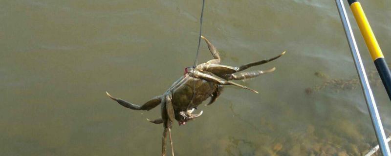 如何快速钓获野生螃蟹，可采用竿钓、网钓等方式